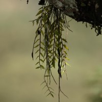 Dendrobium macrostachyum Lindl.